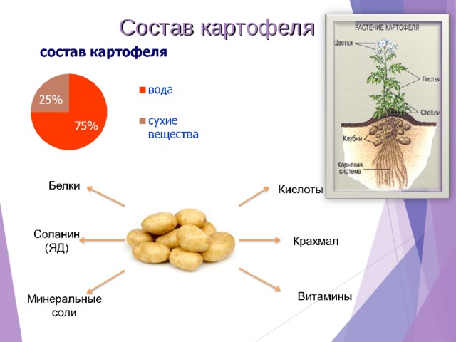 Состав картофеля 