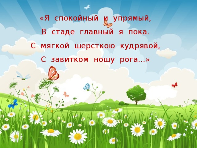 «Я спокойный и упрямый,  В стаде главный я пока.  С мягкой шерсткою кудрявой,  С завитком ношу рога...» 