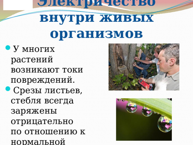 Электричество внутри живых организмов У многих растений возникают токи повреждений. Срезы листьев, стебля всегда заряжены отрицательно по отношению к нормальной ткани. 