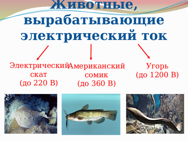 Животные, вырабатывающие электрический ток  Электрический скат (до 220 В) Американский Угорь сомик (до 1200 В) (до 360 В) 