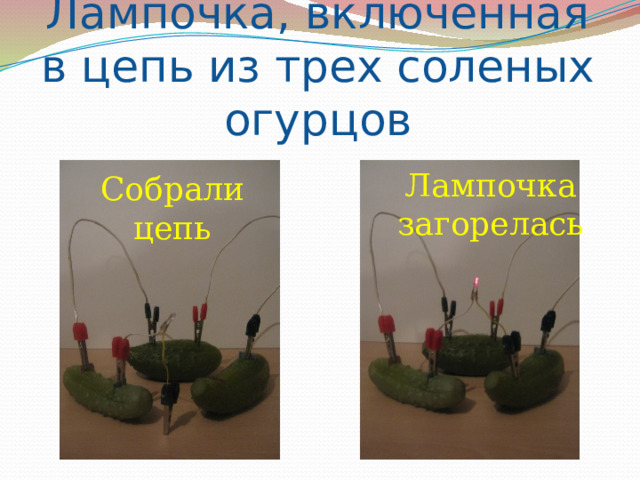 Лампочка, включенная в цепь из трех соленых огурцов Лампочка загорелась Собрали цепь 