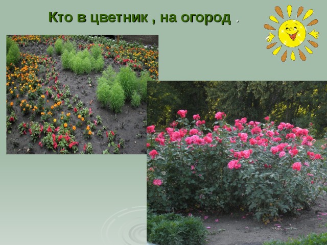 Кто в цветник , на огород . 