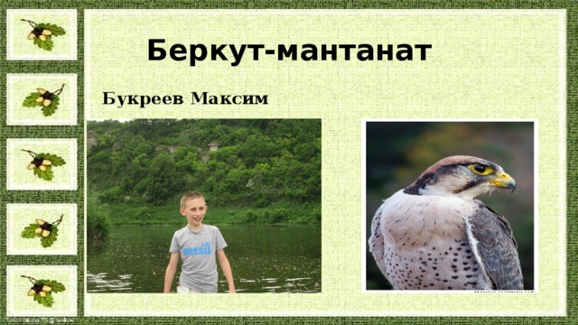 Беркут-мантанат Букреев Максим 