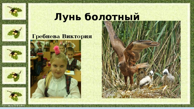 Лунь болотный Гребнева Виктория 