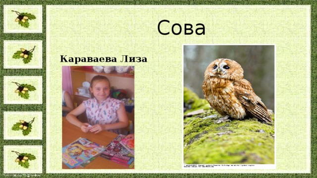 Сова Караваева Лиза 