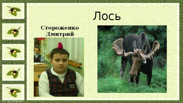 Лось Стороженко Дмитрий 