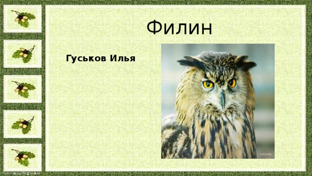 Филин Гуськов Илья 