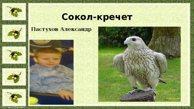 Сокол-кречет Пастухов Александр 