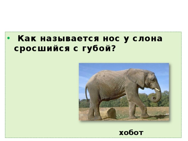 Как называется нос у слона сросшийся с губой? хобот  