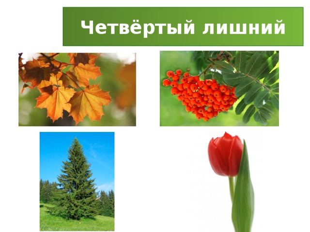 Четвёртый лишний 