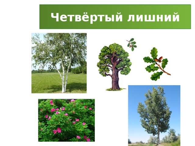 Четвёртый лишний 