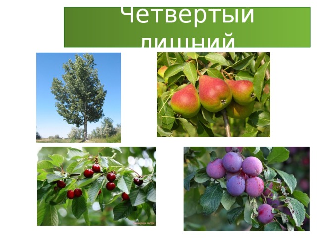 Четвёртый лишний 