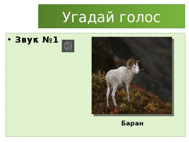 Угадай голос Звук №1  Баран 