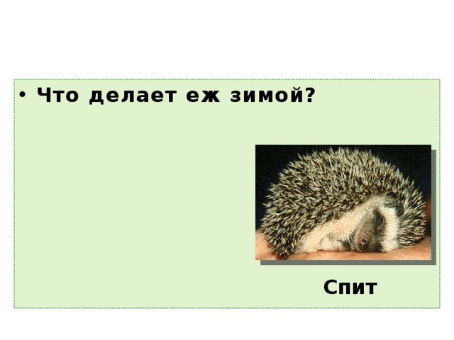 Что делает еж зимой? Спит 