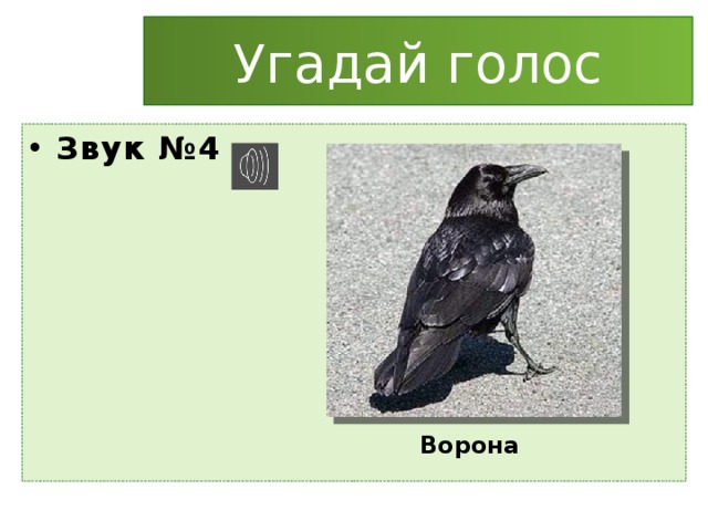 Угадай голос Звук №4 Ворона 
