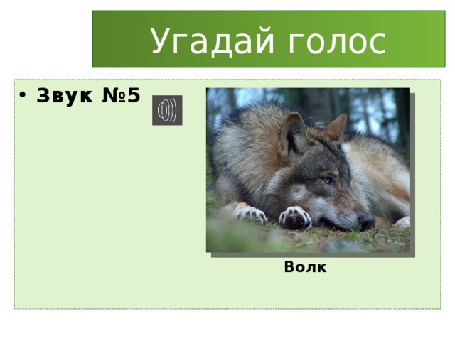 Угадай голос Звук №5 Волк 