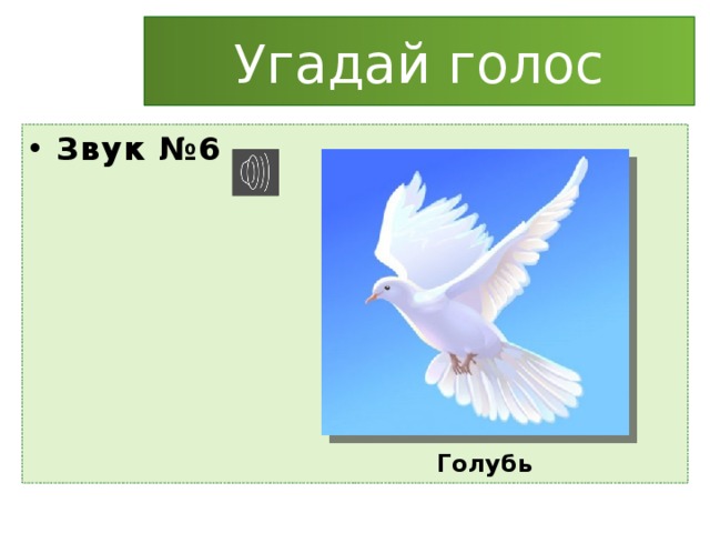 Угадай голос Звук №6 Голубь 