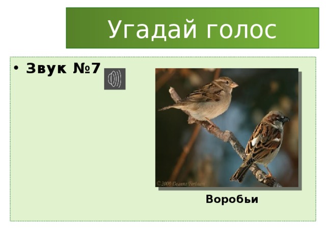 Угадай голос Звук №7 Воробьи 