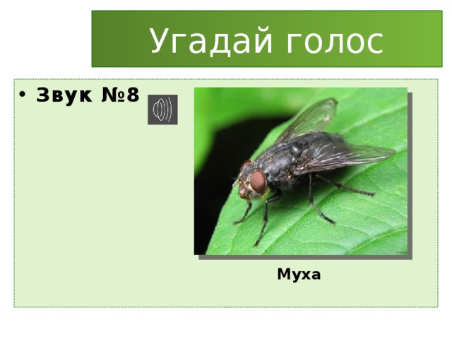 Угадай голос Звук №8 Муха 