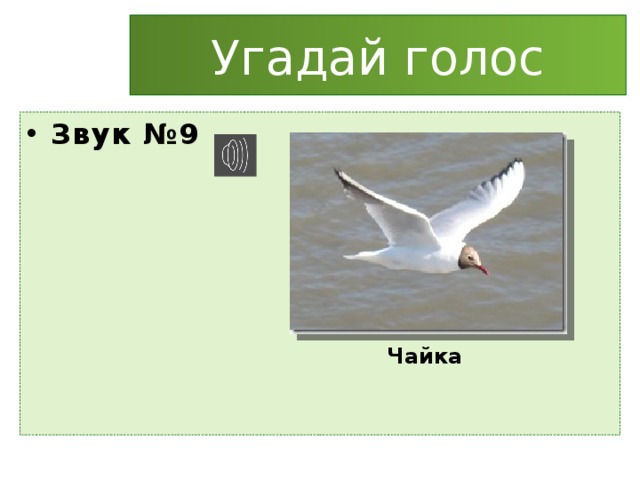 Угадай голос Звук №9 Чайка 