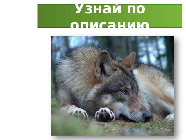 Узнай по описанию 