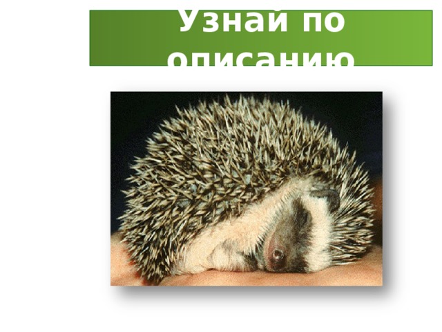 Узнай по описанию 