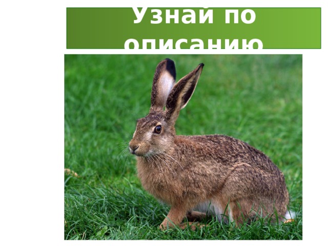 Узнай по описанию 