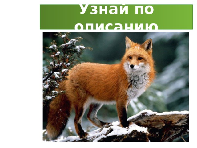 Узнай по описанию 