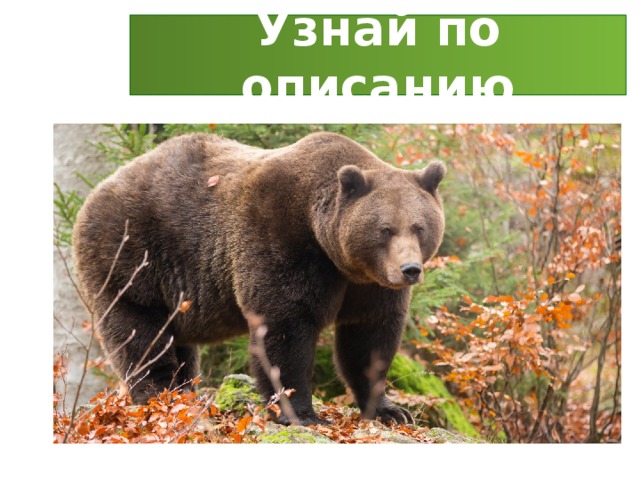 Узнай по описанию 