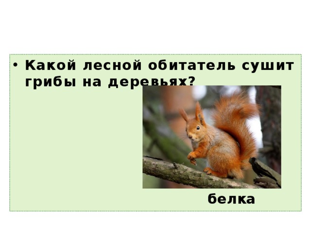 Какой лесной обитатель сушит грибы на деревьях?  белка 