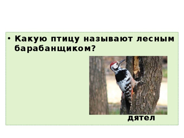 Какую птицу называют лесным барабанщиком? дятел 