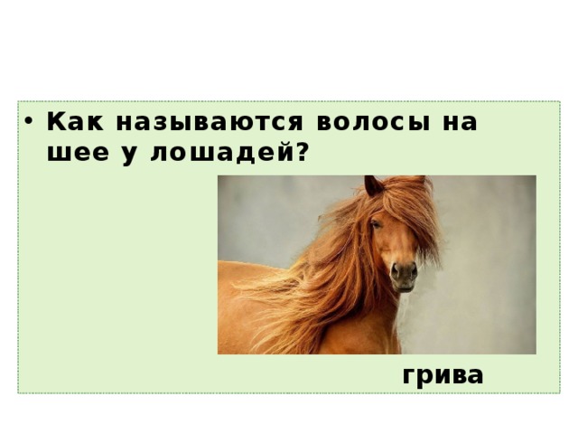 Как называются волосы на шее у лошадей? грива 