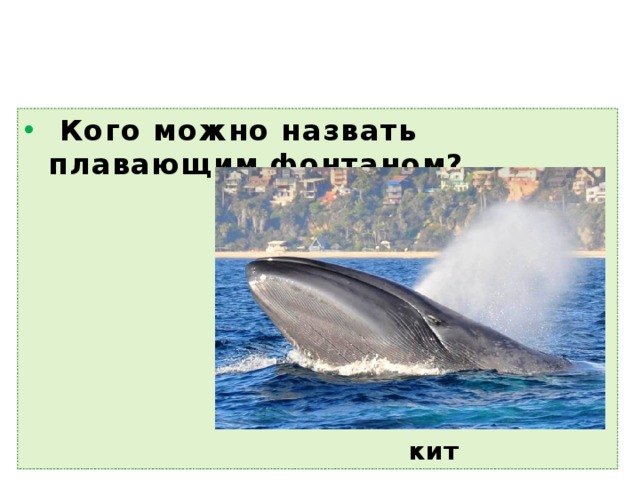  Кого можно назвать плавающим фонтаном? кит  