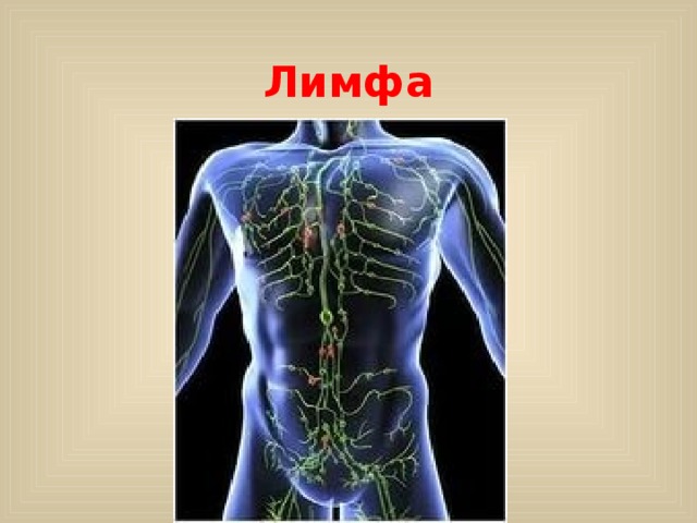 Лимфа 