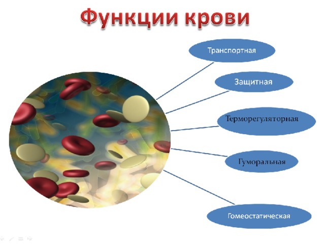 ТЕМА: Внутренняя  среда организма. 