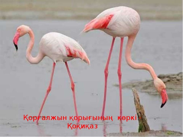 Қорғалжын қорығының көркі - Қоқиқаз 