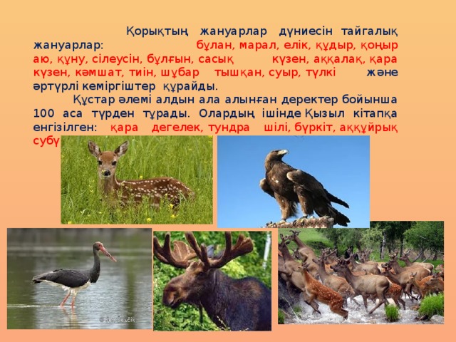  Қорықтың  жануарлар  дүниесін тайгалық жануарлар:  бұлан, марал, елік, құдыр, қоңыр аю, құну, сілеусін, бұлғын, сасық күзен, аққалақ, қара күзен, кәмшат, тиін, шұбар тышқан, суыр, түлкі және әртүрлі кеміргіштер  құрайды.  Құстар әлемі алдын ала алынған деректер бойынша 100 аса түрден тұрады. Олардың ішінде Қызыл кітапқа енгізілген: қара дегелек, тундра шілі, бүркіт, аққұйрық субүркіт  бар. 