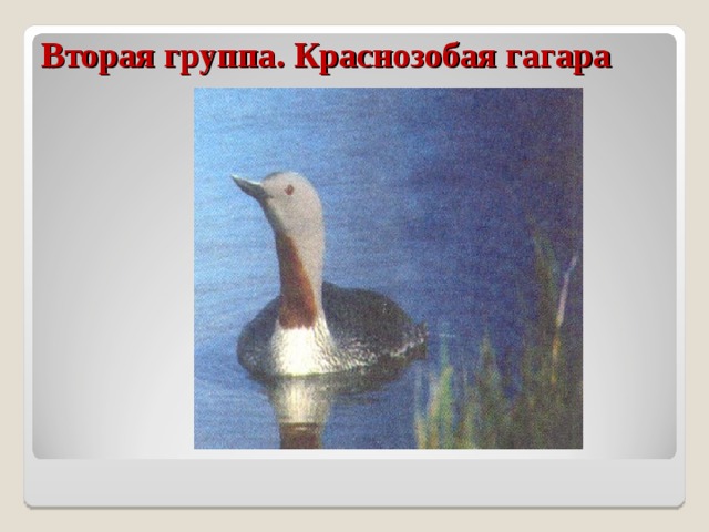 Вторая группа. Краснозобая гагара 