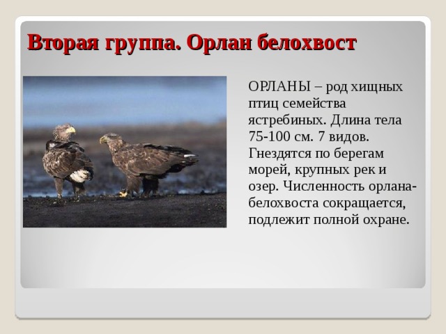 Вторая группа. Орлан белохвост  ОРЛАНЫ – род хищных птиц семейства ястребиных. Длина тела 75-100 см. 7 видов. Гнездятся по берегам морей, крупных рек и озер. Численность орлана-белохвоста сокращается, подлежит полной охране. 