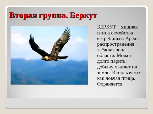 Вторая группа. Беркут  БЕРКУТ – хищная птица семейства ястребиных. Ареал распространения – таёжная зона области. Может долго парить; добычу хватает на земле. Используется как ловчая птица. Охраняется.  