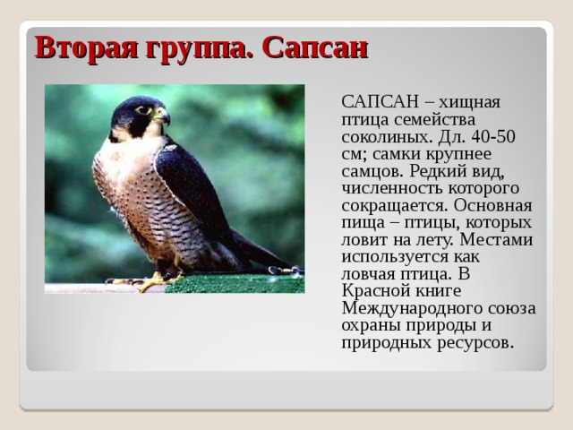 Вторая группа. Сапсан  САПСАН – хищная птица семейства соколиных. Дл. 40-50 см; самки крупнее самцов. Редкий вид, численность которого сокращается. Основная пища – птицы, которых ловит на лету. Местами используется как ловчая птица. В Красной книге Международного союза охраны природы и природных ресурсов. 