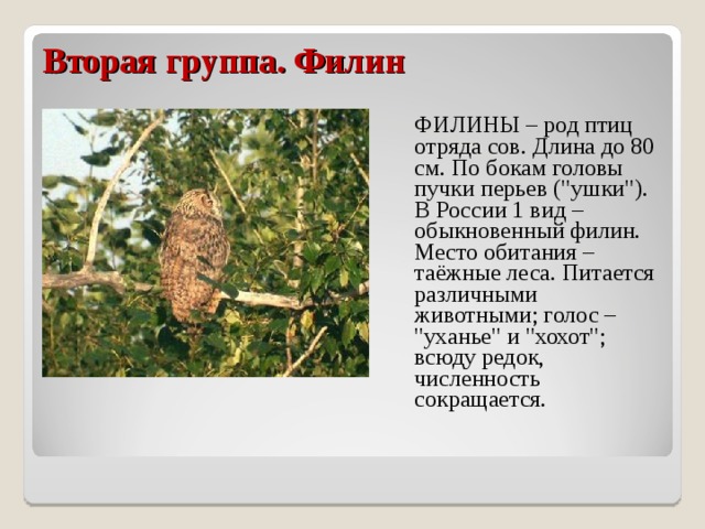 Вторая группа. Филин  ФИЛИНЫ – род птиц отряда сов. Длина до 80 см. По бокам головы пучки перьев (