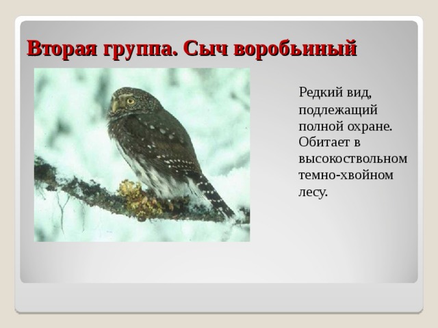 Вторая группа. Сыч воробьиный  Редкий вид, подлежащий полной охране. Обитает в высокоствольном темно-хвойном лесу.  