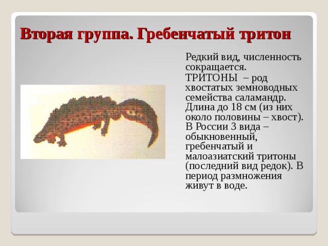 Вторая группа. Гребенчатый тритон  Редкий вид, численность сокращается.  ТРИТОНЫ – род хвостатых земноводных семейства саламандр. Длина до 18 см (из них около половины – хвост). В России 3 вида – обыкновенный, гребенчатый и малоазиатский тритоны (последний вид редок). В период размножения живут в воде. 
