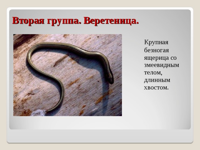 Вторая группа. Веретеница.  Крупная безногая ящерица со змеевидным телом, длинным хвостом. 