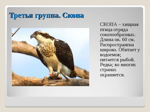 Третья группа. Скопа  СКОПА – хищная птица отряда соколообразных. Длина ок. 60 см. Распространена широко. Обитает у водоемов; питается рыбой. Редка; во многих странах охраняется. 