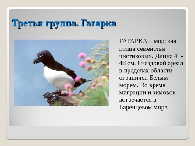 Третья группа. Гагарка  ГАГАРКА – морская птица семейства чистиковых. Длина 41-48 см. Гнездовой ареал в пределах области ограничен Белым морем. Во время миграции и зимовок встречается в Баренцевом море.  
