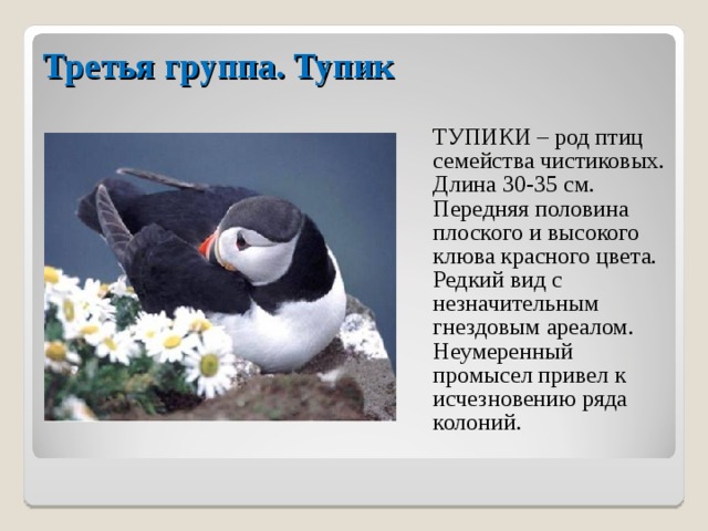 Третья группа. Тупик  ТУПИКИ – род птиц семейства чистиковых. Длина 30-35 см. Передняя половина плоского и высокого клюва красного цвета. Редкий вид с незначительным гнездовым ареалом. Неумеренный промысел привел к исчезновению ряда колоний. 