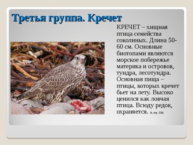 Третья группа. Кречет  КРЕЧЕТ – хищная птица семейства соколиных. Длина 50-60 см. Основные биотопами являются морское побережье материка и островов, тундра, лесотундра. Основная пища – птицы, которых кречет бьет на лету. Высоко ценился как ловчая птица. Всюду редок, охраняется. [4, стр. 228] 