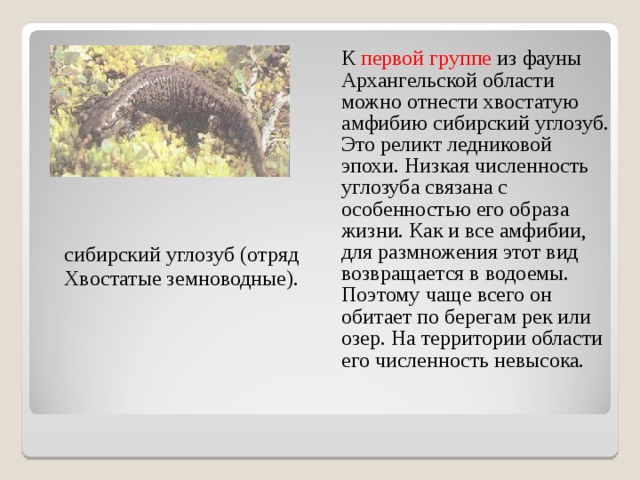  К первой группе из фауны Архангельской области можно отнести хвостатую амфибию сибирский углозуб. Это реликт ледниковой эпохи. Низкая численность углозуба связана с особенностью его образа жизни. Как и все амфибии, для размножения этот вид возвращается в водоемы. Поэтому чаще всего он обитает по берегам рек или озер. На территории области его численность невысока.   сибирский углозуб (отряд Хвостатые земноводные). 
